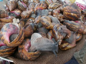 Starting Your Snail Farming In Ghana Now